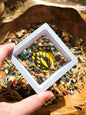 (B GRADE) MISC BUTTERFLY WINGS IN MINI WHITE FRAMES - NO STAND