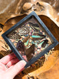 (B GRADE) MISC BUTTERFLY WINGS IN LARGE FRAMES - NO STAND