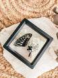 Papilio Xuthus Swallowtail - Butterfly in frame (with stand)